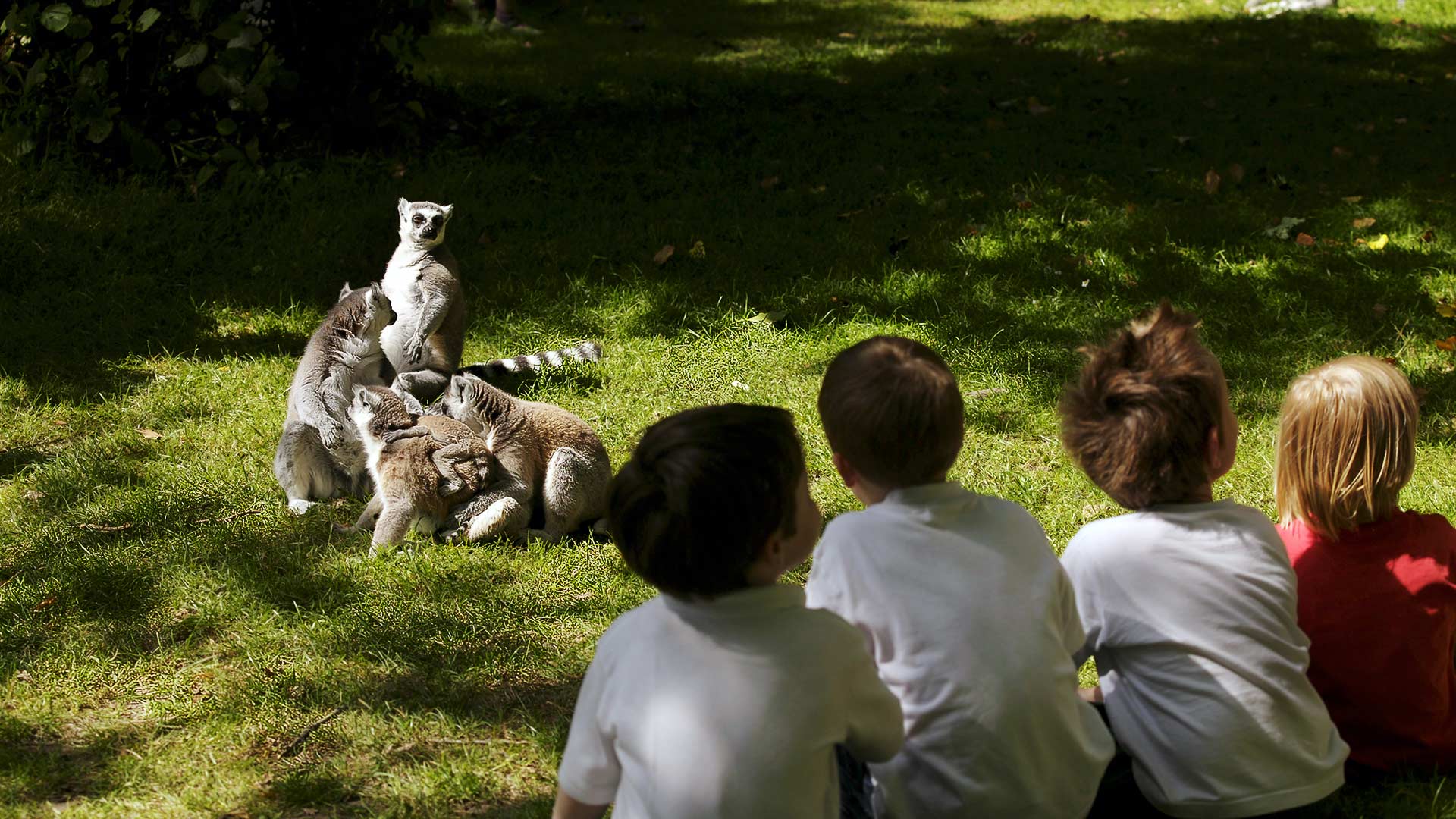 A group of children watch a family of ring tailed lemurs at Fota Island Wildlife Park Cork