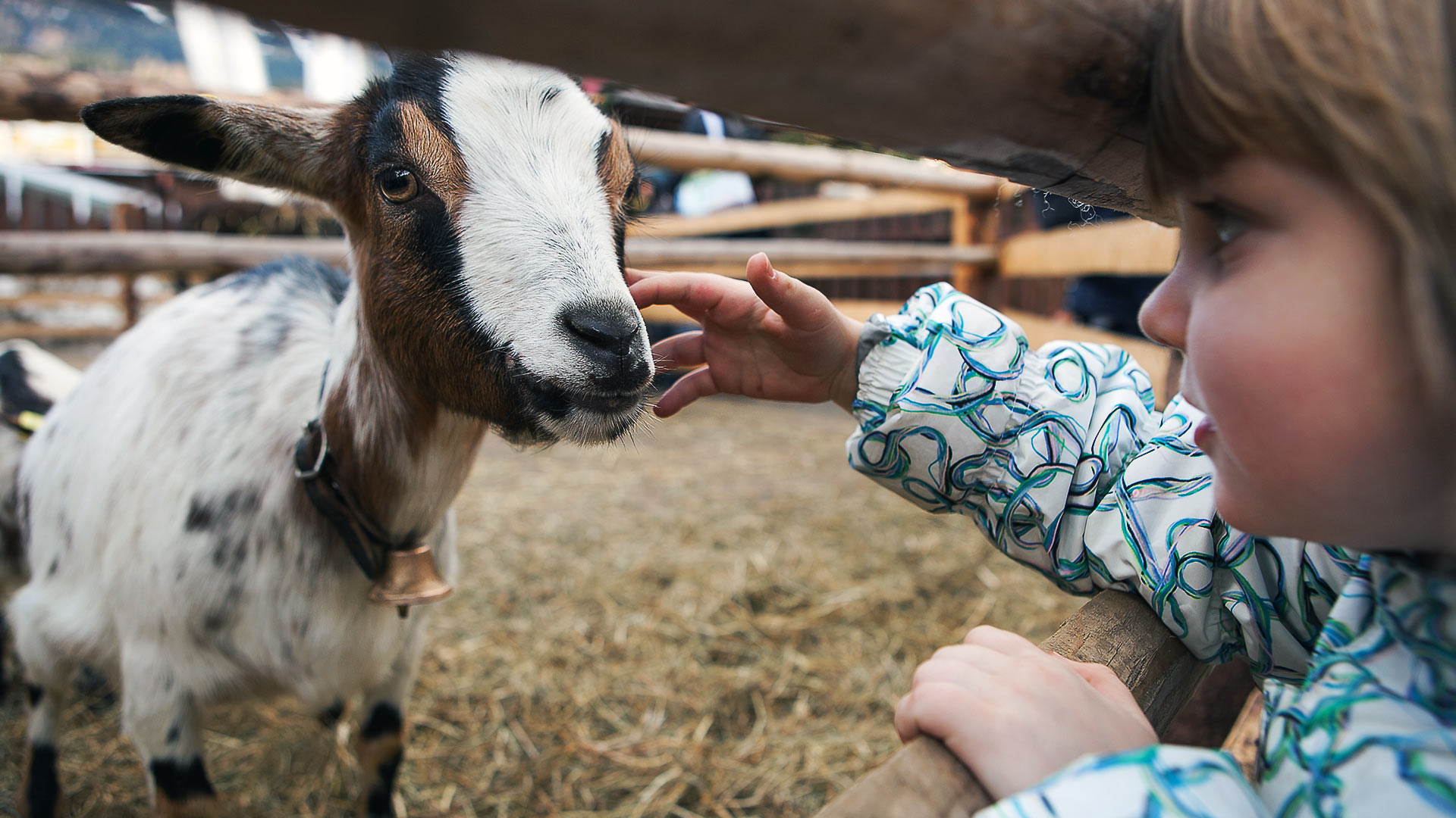 Child reaching out to pet a goat at a petting farm