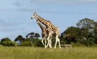Fota Island Wildlife Park Cork master 2