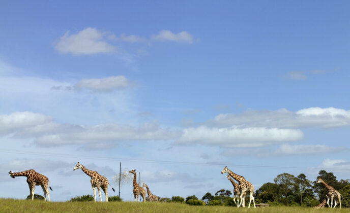Giraffes at Fota Wildlife Resorrt near Cork international hotel