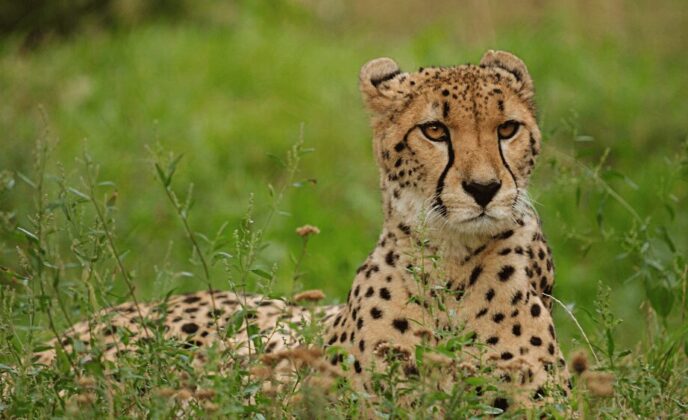 Big Cat Fota Wildlife Park landscape Cork International Hotel
