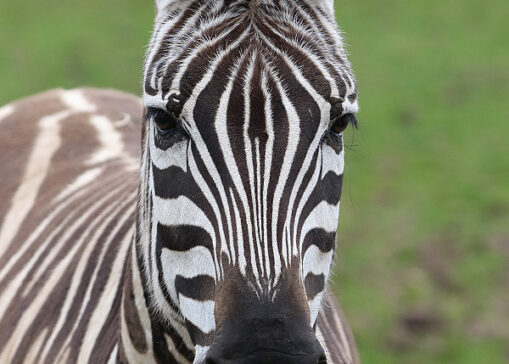 Zebra at Fota Wildlife Park near cork international hotel