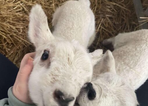 Pet Lambs at Leahys Open Farm