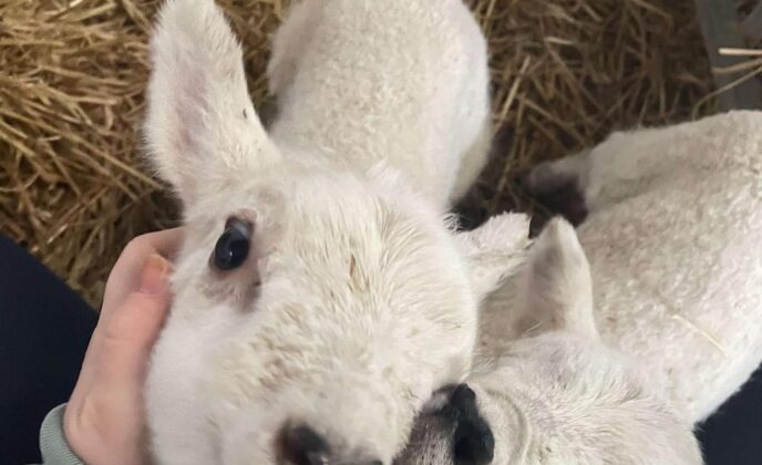 Leahys Open Farm lambs
