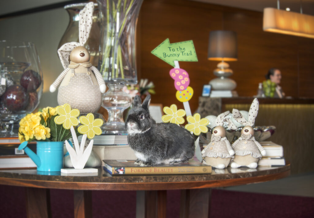 Easter Bunny Real Landscape CIH 3