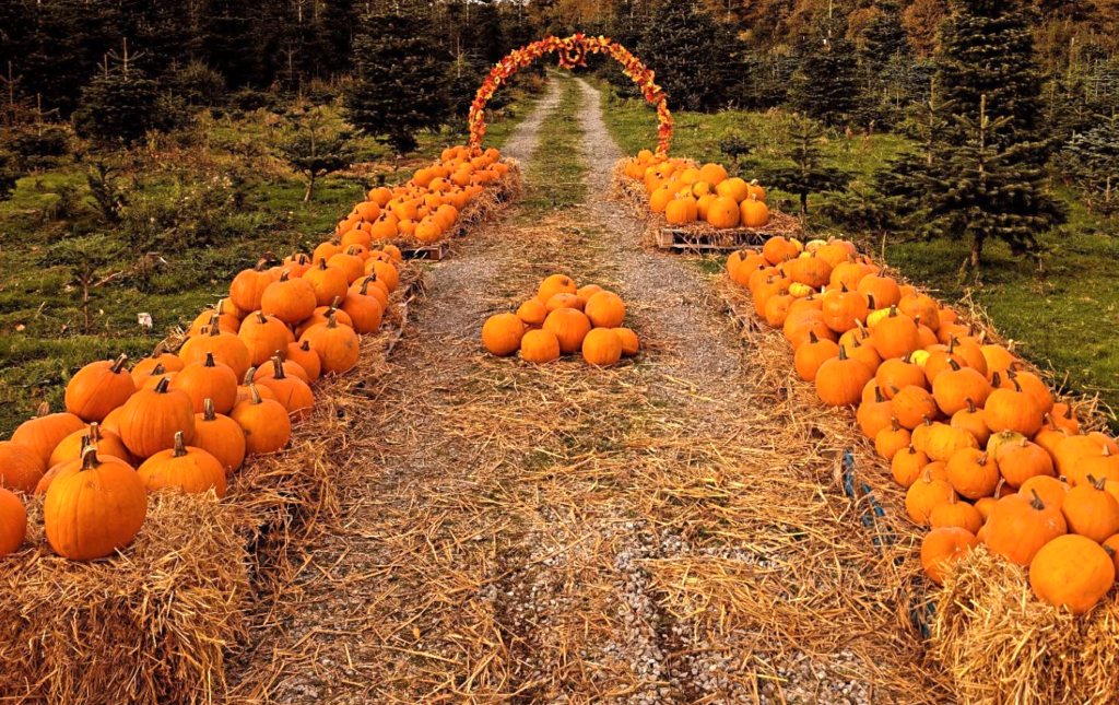 pumpkin patch